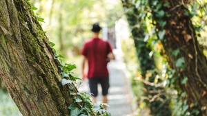 Botanischer Streifzug