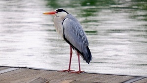 Stadtwildnis entdecken im Frühling