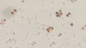 Love, Fear, Entanglement: A Speculative Exploration of Parasitism. Mit Regina Kanyu Wang