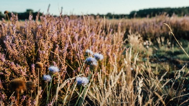 Flora statt Flugzeug - nachhaltige Stadtentwicklung am TXL – Fahrrad-Tour