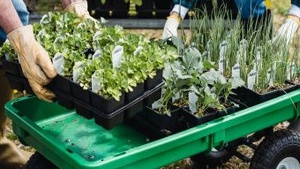 Pflanzen- und Saatgut-Tausch für Frauen